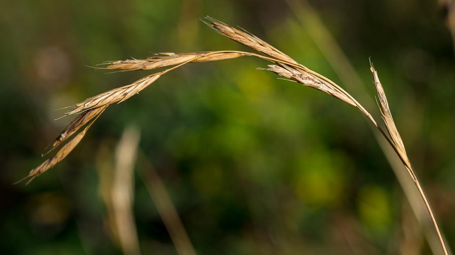 Poaceae in crinale appenninico